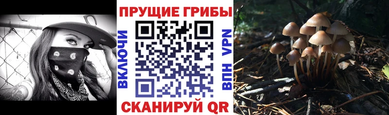 Псилоцибиновые грибы Cubensis  закладки  даркнет телеграм  Кемь  hydra  